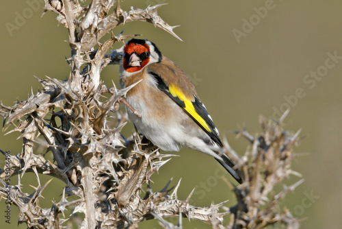 European Goldfinch // Stieglitz, Distelfink (Carduelis carduelis) photo