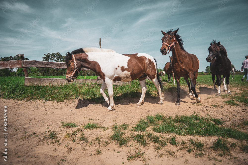 Obraz premium Horses