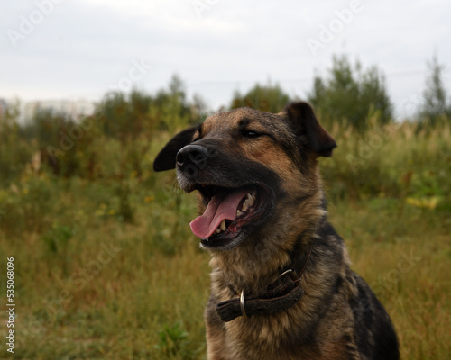Portrait of embarrassed dog hiding face with paw and looking at camera, copy space