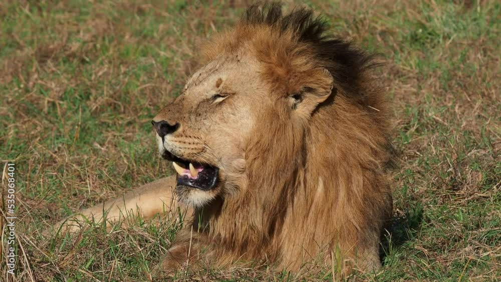 Lion - Panthera leo king of the animals. Lion - the biggest african cat, lying and resting lion on the grass in Masai Mara National Park in Kenya Africa. Lazy sleepy yawning old lion on the ground. Lion - Panthera leo king of the animals. Lion - the biggest african cat, lying and resting lion on the grass in Masai Mara National Park in Kenya Africa. Lazy sleepy yawning old lion on the ground.