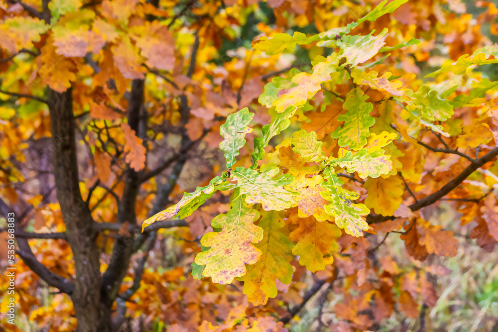 Background image with yellowed oak leaves Background image with yellowed oak leaves