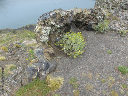 Senecio filaginoides DC., Laguna Azul, Río Gallegos photo