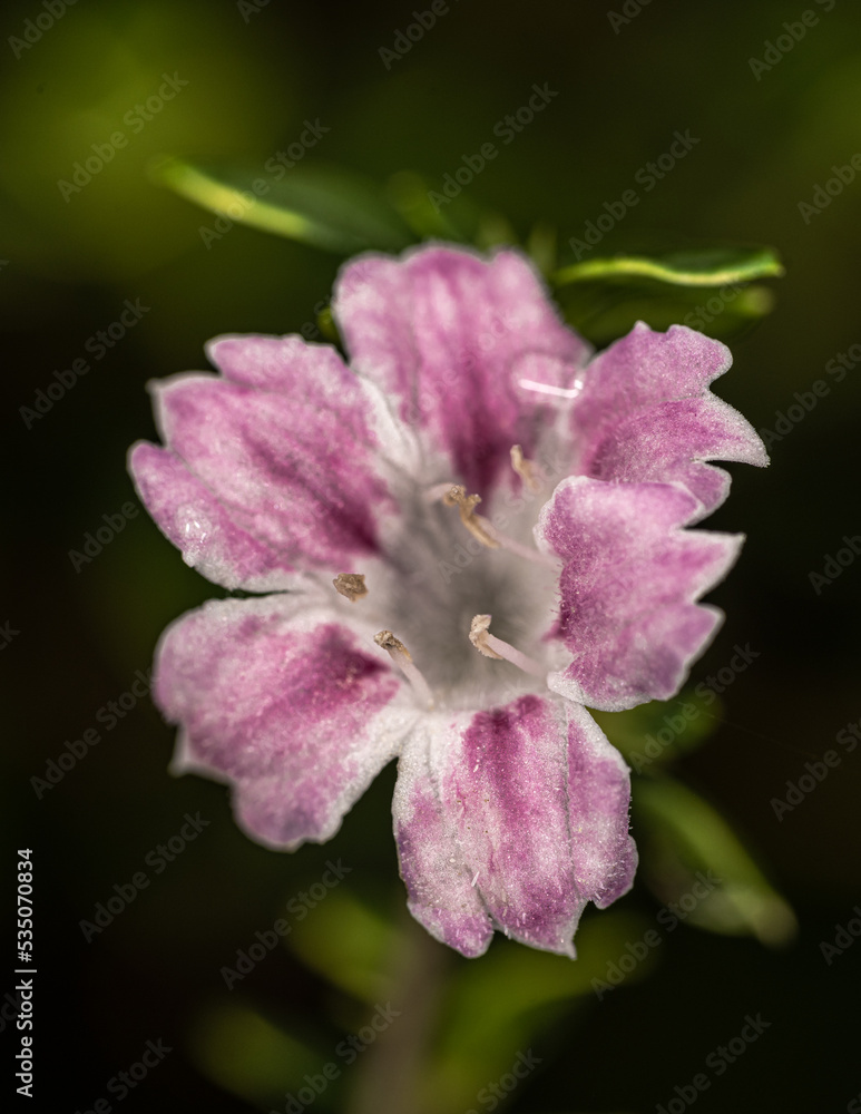 Flower of Snowbush, Snowrose or Tree of Thousand Stars (Serissa japonica ‘Variegata’) Flower of Snowbush, Snowrose or Tree of Thousand Stars (Serissa japonica ‘Variegata’)