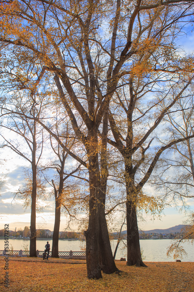 Tall trees in autumn in a park Tall trees in autumn in a park