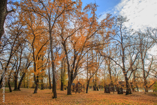 Tall trees in autumn in a park
