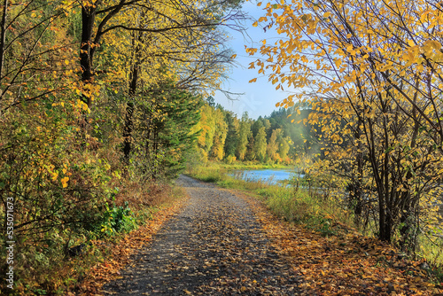 Road in the autumn forest