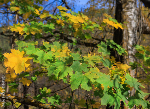 Yellow maple leaves on branch