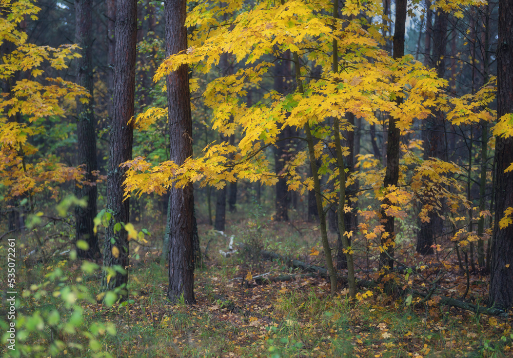 Obraz premium Beautiful autumn forest during leaf fall