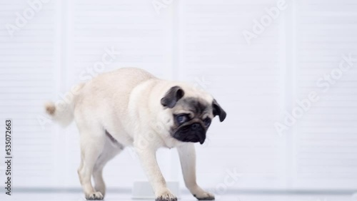 Close up pug dog eating fresh dry dog food kibbles for small puppies, advertising dog food on light grey background. photo