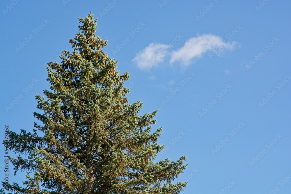 Spruce treetop mature cones hanging against blue skies Spruce treetop mature cones hanging against blue skies