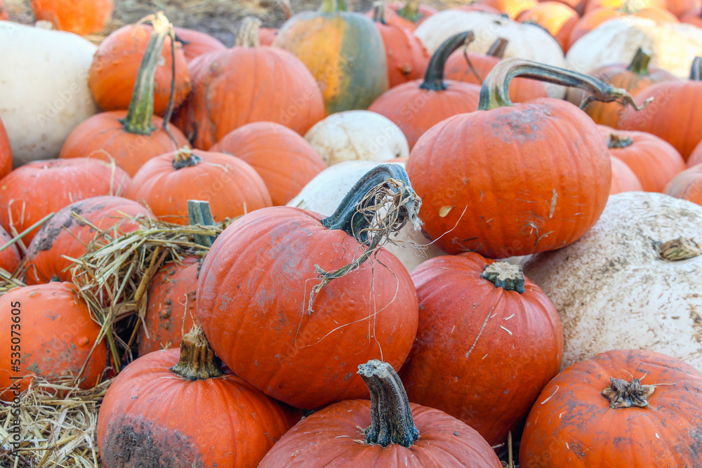 Closeup of pumpkin patch, harvest season, fresh orange pumpkins on a farm field. Closeup of pumpkin patch, harvest season, fresh orange pumpkins on a farm field.