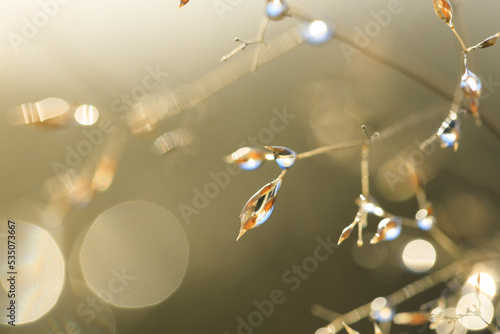 Drop on plant in eveningsun