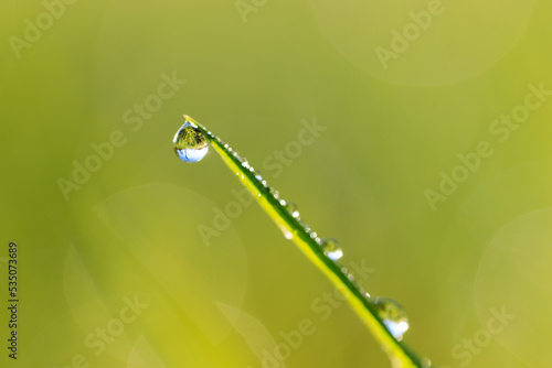 Dewdrop on leaf of grass in the morning sun