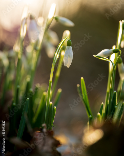 Closeup of snowdrop