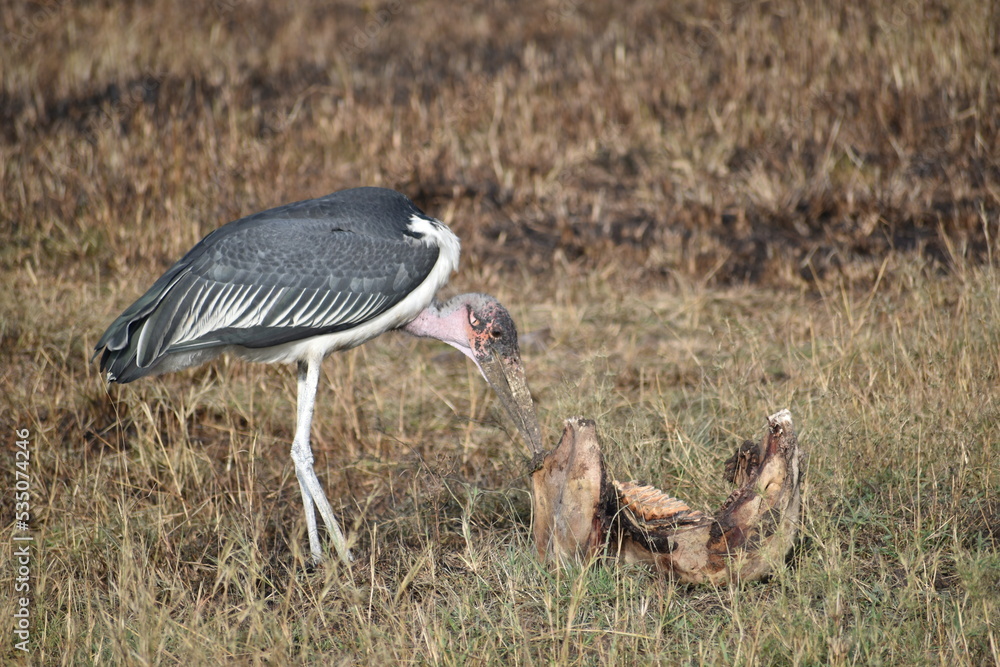 Obraz premium grey crowned crane eating dead elephant's body