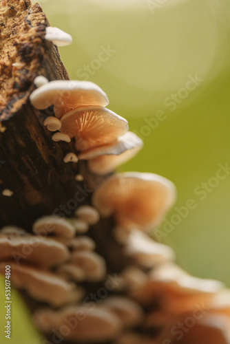 Group of mushrooms on a log of wood © Movere