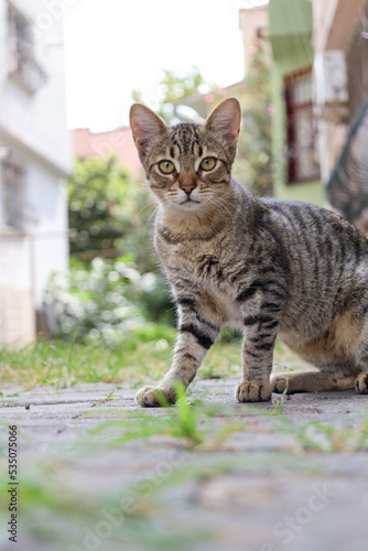 Cute cat portrait.Beautiful stray cat with green eyes is looking at the camera. Adopt a pet. © ceren