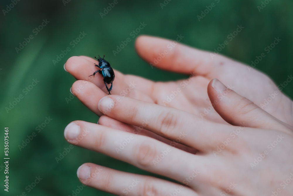 Waldmistkäfer auf Hand -AS Waldmistkäfer auf Hand -AS
