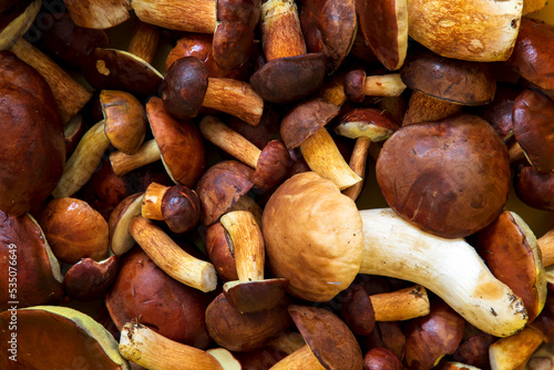 Freshly picked wild porcini mushrooms