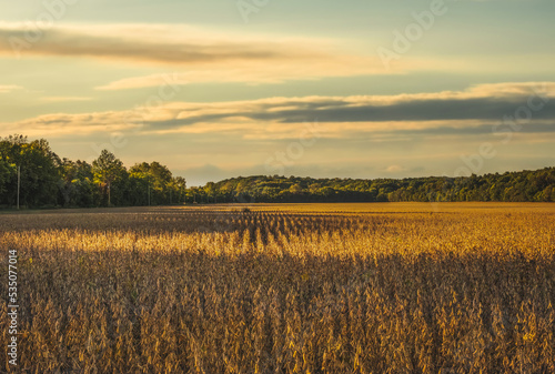 View of soybean field with forest in background at fall sunset in Midwest