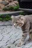 gray sweet beautiful stray cat slowly approaching its prey. cat walking on street