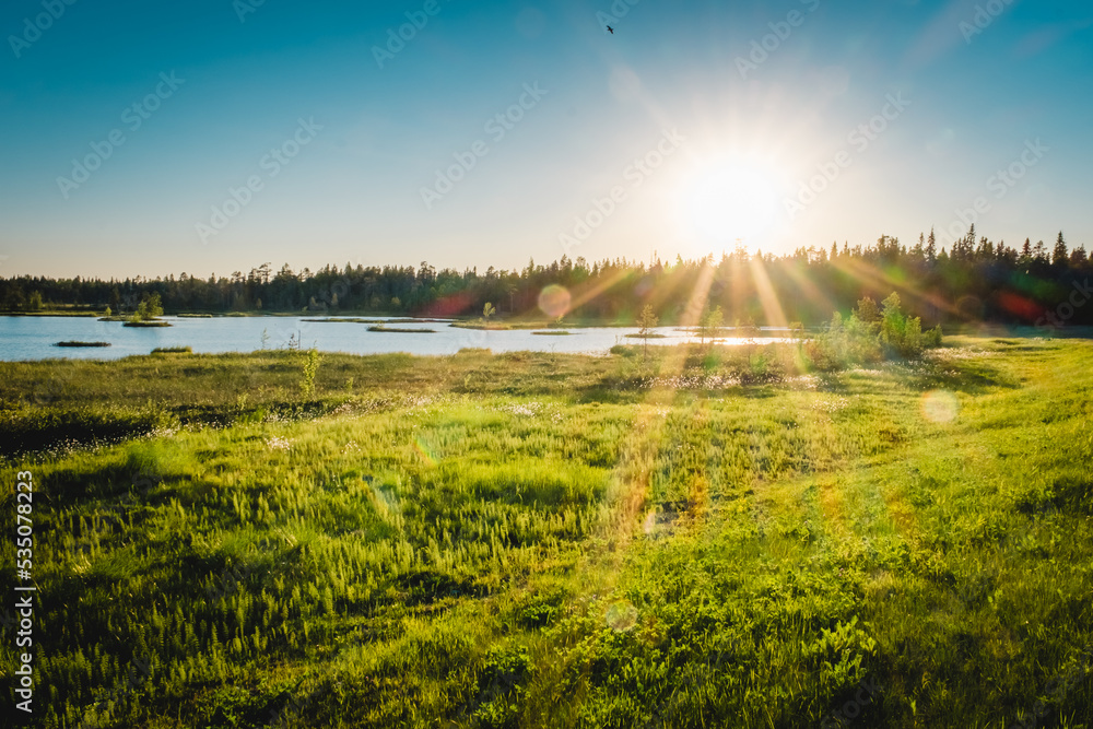 Summer Karelian landscape. Cotton grass flowers in the Karelian swamp at sunset. Sun rays through the grass Summer Karelian landscape. Cotton grass flowers in the Karelian swamp at sunset. Sun rays through the grass