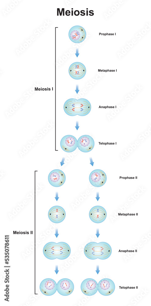 Scientific Designing of Meiosis Phases. Germ Cell Division Process ...