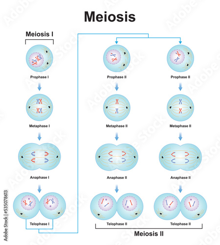 Scientific Designing of Meiosis Phases. Germ Cell Division Process. Colorful Symbols. Vector Illustration.