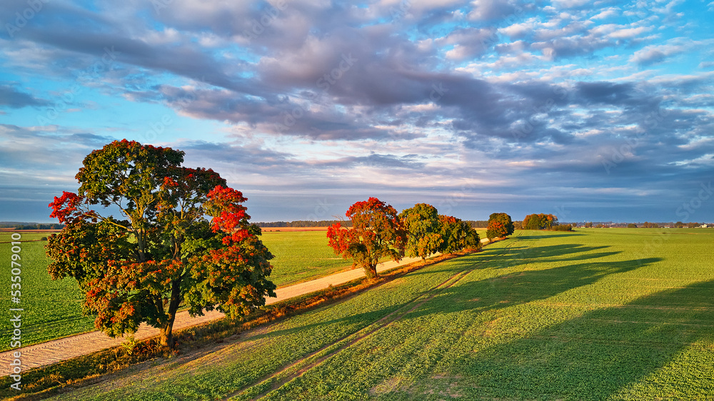 Fall colors maple trees, dirt road, agriculture fields. Autumn rural landscape. September sunny morning. Clouds on sky, shadows from trees