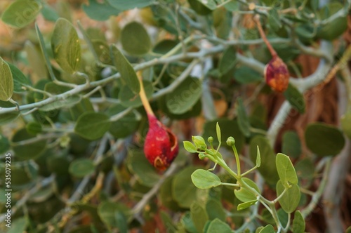 Caper or  Capparis sinaica leaves and fruits, selective focus