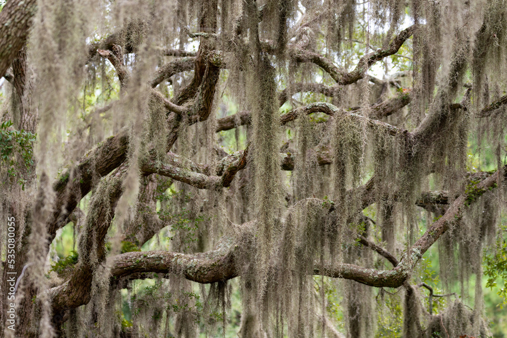 Spanish moss hanging on tree in low country Spanish moss hanging on tree in low country