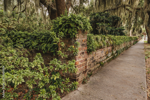 Brick wall with ferns in beaufort sc