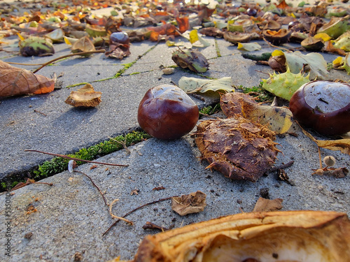 Autumn has come, ripe chestnuts smash and lie in disorder on the pavement, on a damp morning near Paku Julianowski in Łódź.