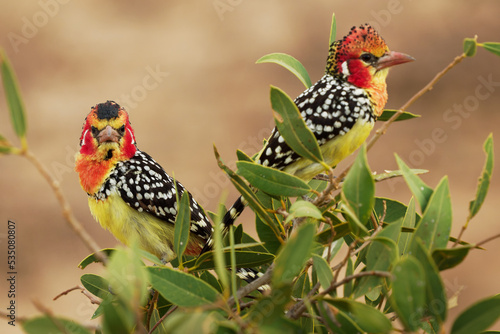 Red-and-yellow Barbet Trachyphonus erythrocephalus species of African barbet found in eastern Africa, omnivorous, feeds on seeds, fruit and invertebrates, colored pair of birds on the bush photo