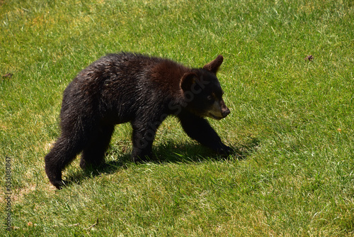 Roaming Black Bear Cub Meandering Along in a Field