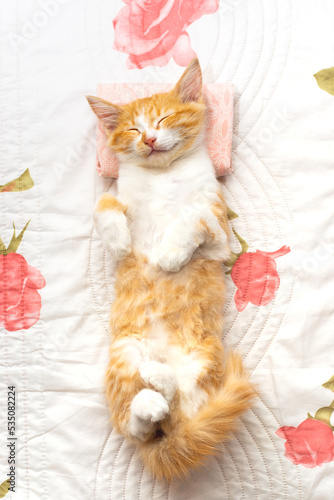 A small kitten sleeps on her back on a white blanket and pillow. Comfortable rest and sleep