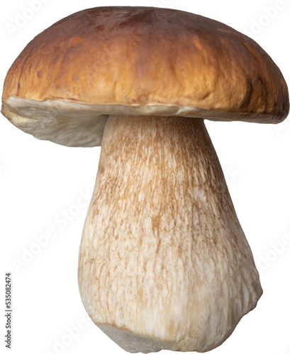 Boletus edulis mushroom isolated on white background, penny bun, porcini, edible wild fungus