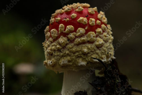 grzyb na ściółce muchomor czerwony w mchu