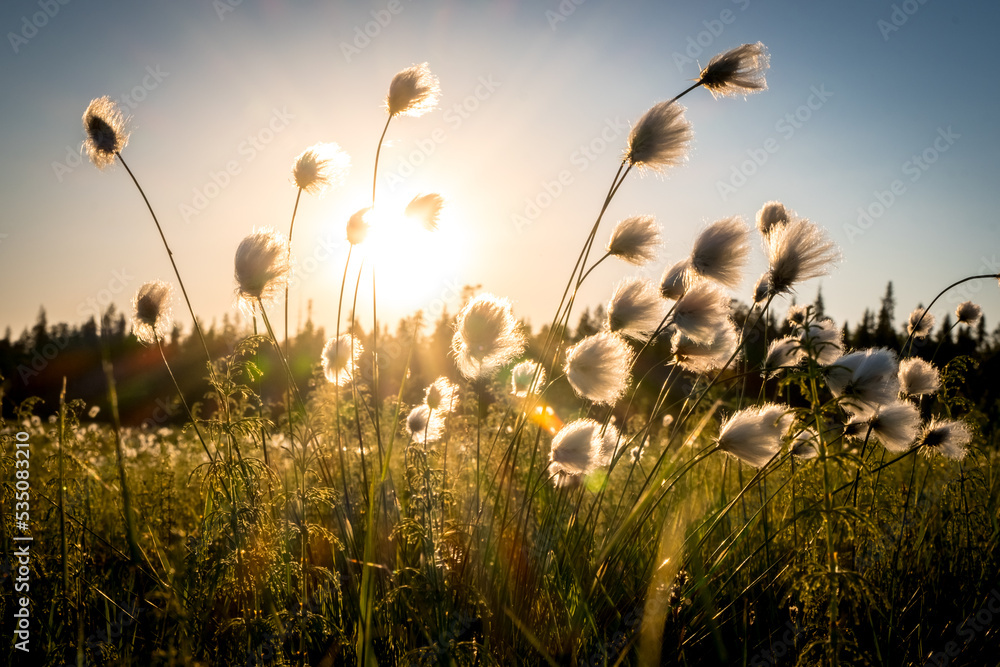 Fototapeta premium Summer Karelian landscape. Cotton grass flowers in the Karelian swamp at sunset. Sun rays through the grass