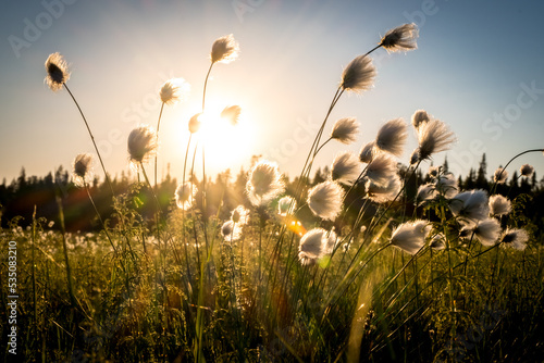 Summer Karelian landscape. Cotton grass flowers in the Karelian swamp at sunset. Sun rays through the grass