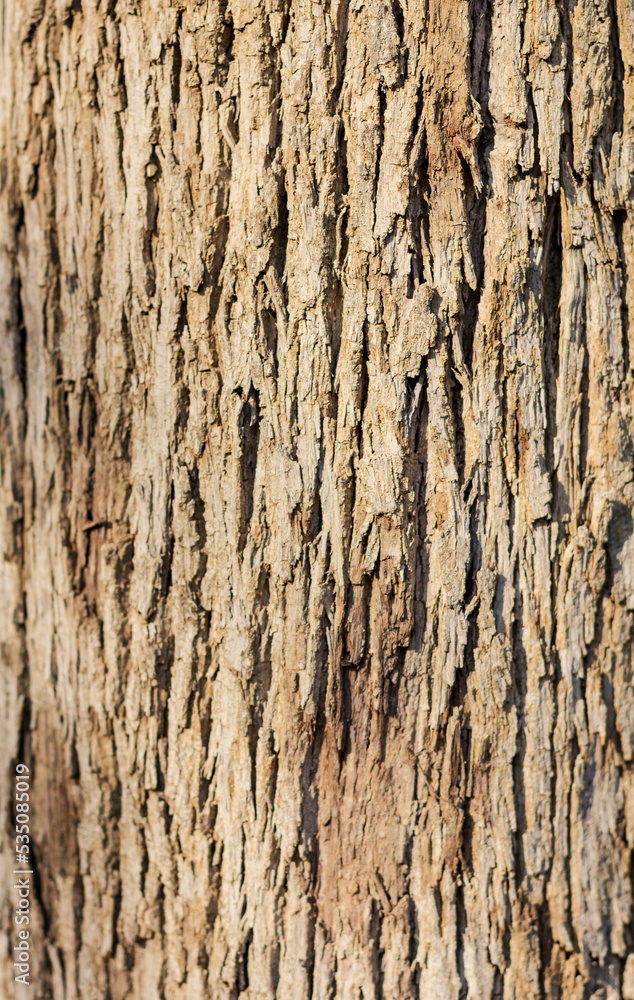 bark of a tree bark of a tree