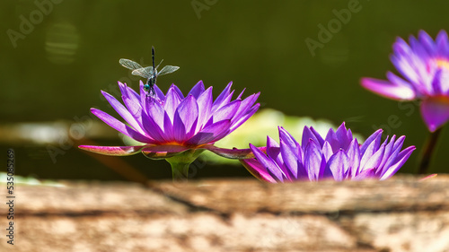 Dragonfly purple water lily