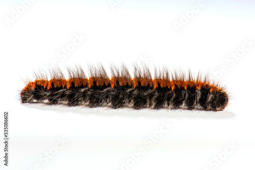 Macrothylacia rubi, the fox moth, caterpillar