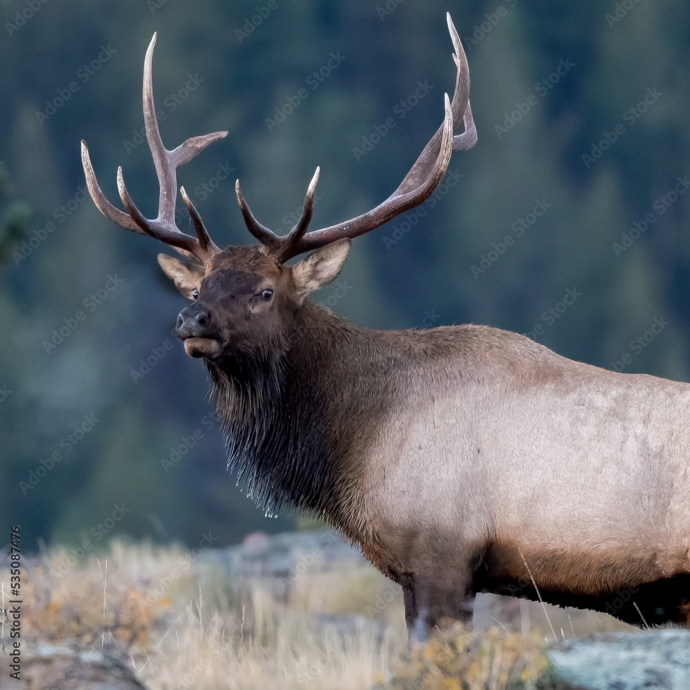 Elk in the early morning Elk in the early morning