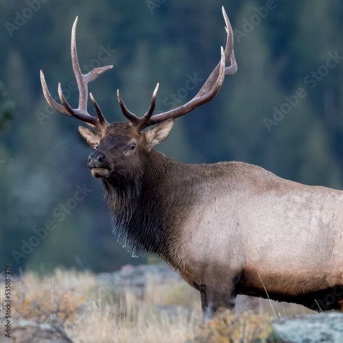 Elk in the early morning