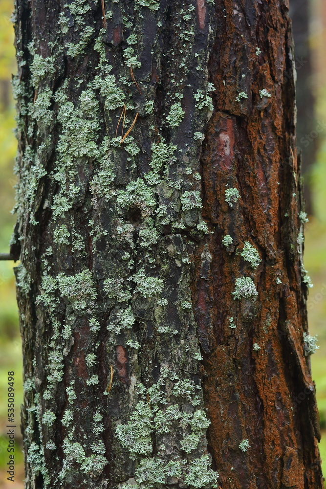Tree trunk with lichen in the forest Tree trunk with lichen in the forest