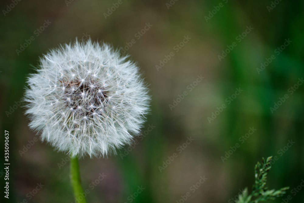 Close-up of a beautiful dandelion on a blurry background. Space for lettering and design. Selective focus.