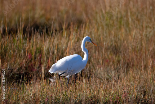 Great Egret and Mallard in the Marsh