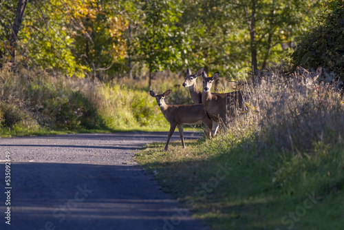white-tailed deer heard  Odocoileus virginianus  in autumn