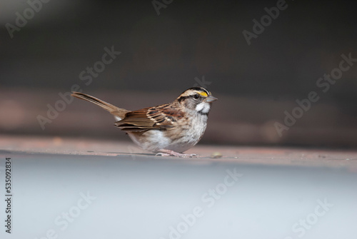 White Throated Sparrow on a ledge